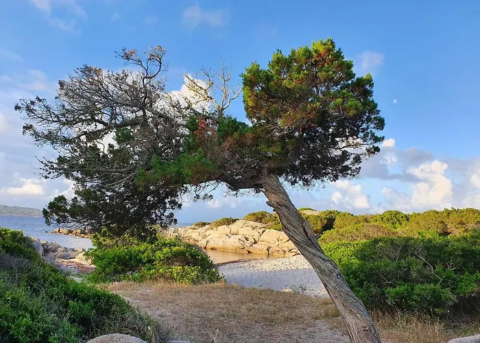 L'ortu Di Quaprice Figari (Corsica)