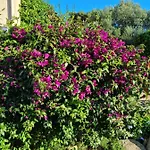 L'ortu Di Quaprice Figari (Corsica)