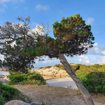 L'ortu Di Quaprice Figari (Corsica)