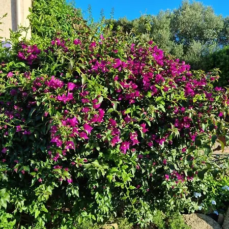 L'ortu Di Quaprice Figari (Corsica)
