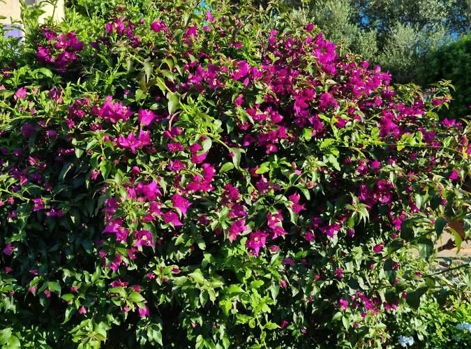 L'ortu Di Quaprice フィガリ