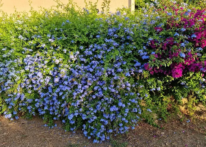 L'ortu Di Quaprice 別荘 *